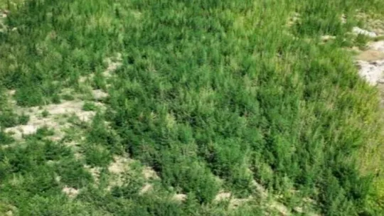 Kırklareli'nde 215 bin 709 kök kenevir ele geçirildi