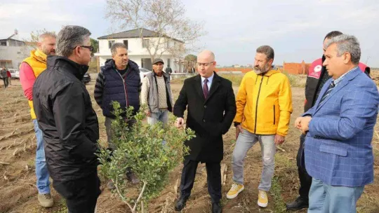 Ayvalık 100 yıl sonra yeniden sakız ağacı yetiştirecek