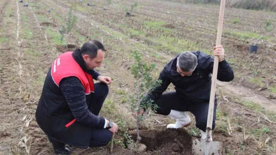 Ayvalık 100 yıl sonra yeniden sakız ağacı yetiştirecek