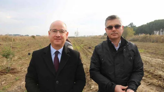 Ayvalık 100 yıl sonra yeniden sakız ağacı yetiştirecek