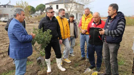 Ayvalık 100 yıl sonra yeniden sakız ağacı yetiştirecek