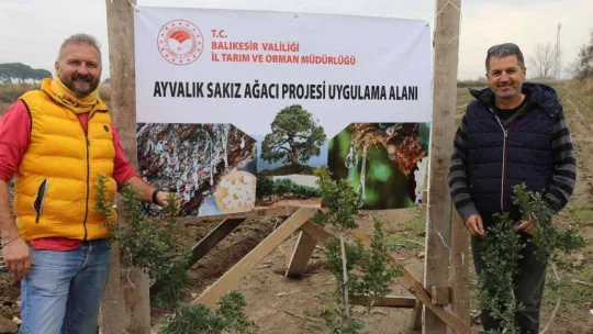 Ayvalık 100 yıl sonra yeniden sakız ağacı yetiştirecek