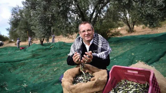 Ayvalık Belediyesi'ne ait zeytinliklerde ilk hasat Başkan Ergin'den