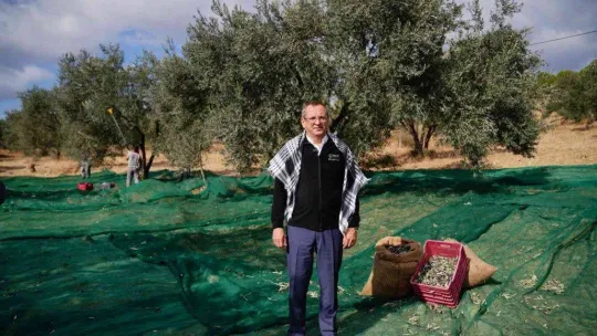 Ayvalık Belediyesi'ne ait zeytinliklerde ilk hasat Başkan Ergin'den