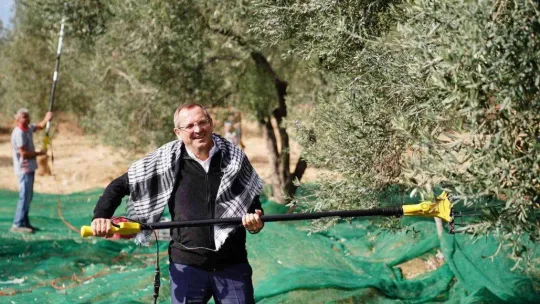 Ayvalık Belediyesi'ne ait zeytinliklerde ilk hasat Başkan Ergin'den