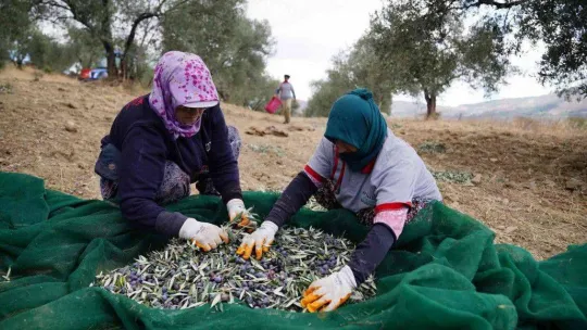 Ayvalık Belediyesi'ne ait zeytinliklerde ilk hasat Başkan Ergin'den