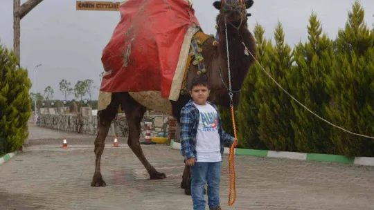 Ayvalık, deve güreşleri şölenine hazırlanıyor