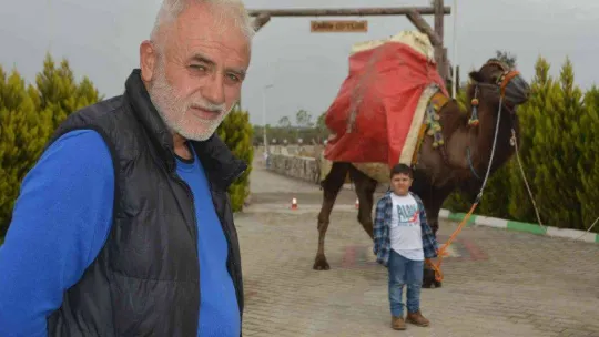 Ayvalık, deve güreşleri şölenine hazırlanıyor