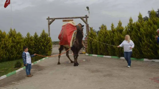 Ayvalık, deve güreşleri şölenine hazırlanıyor