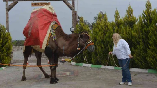 Ayvalık, deve güreşleri şölenine hazırlanıyor