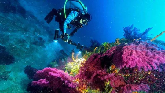 Ayvalık'ın kırmızı mercanları dünya turizmine açılıyor
