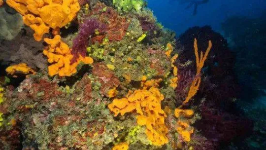 Ayvalık'ın kırmızı mercanları dünya turizmine açılıyor