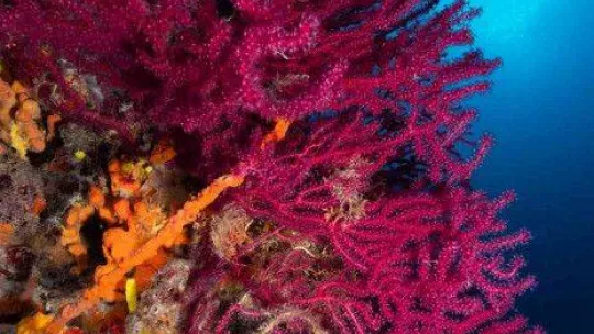 Ayvalık'ın kırmızı mercanları dünya turizmine açılıyor