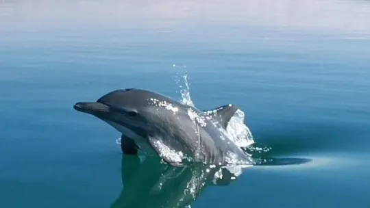Ayvalık'ta yunus balığının sürat teknesi ile yarışı