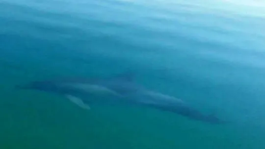 Ayvalık'ta yunus balığının sürat teknesi ile yarışı