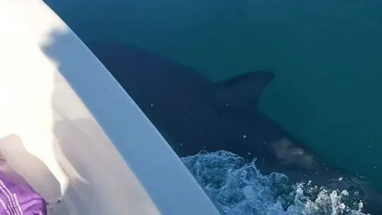 Ayvalık'ta yunus balığının sürat teknesi ile yarışı