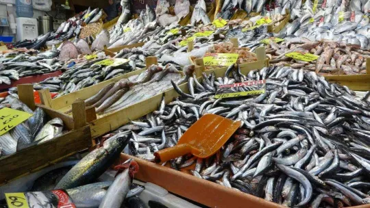 Balık tezgahlarında palamutun yerini çinekop alıyor