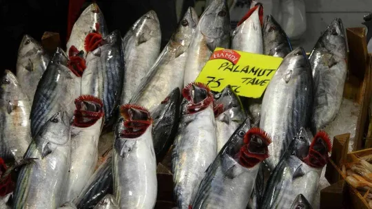 Balık tezgahlarında palamutun yerini çinekop alıyor