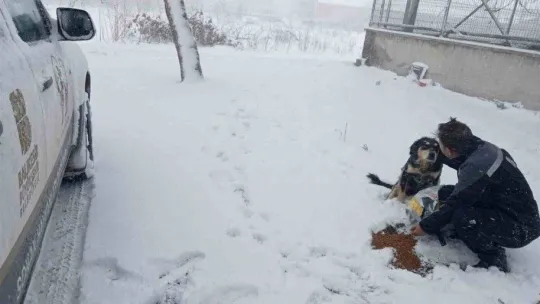 Balıkesir Büyükşehir, sokaktaki canları unutmuyor
