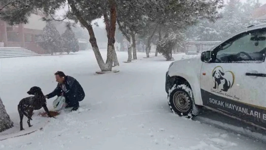 Balıkesir Büyükşehir, sokaktaki canları unutmuyor