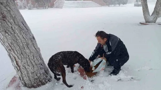 Balıkesir Büyükşehir, sokaktaki canları unutmuyor