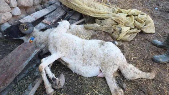 Balıkesir'de çiçek hastalığı çıktı, 160 koyun ve 80 kuzu telef oldu