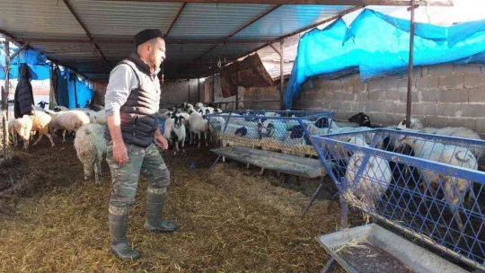 Balıkesir'de çiçek hastalığı çıktı, 160 koyun ve 80 kuzu telef oldu