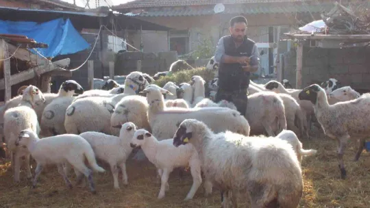 Balıkesir'de çiçek hastalığı çıktı, 160 koyun ve 80 kuzu telef oldu