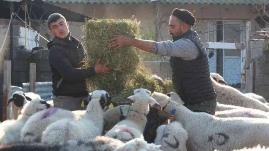 Balıkesir'de çiçek hastalığı çıktı, 160 koyun ve 80 kuzu telef oldu