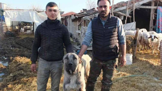 Balıkesir'de çiçek hastalığı çıktı, 160 koyun ve 80 kuzu telef oldu