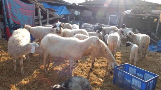 Balıkesir'de çiçek hastalığı çıktı, 160 koyun ve 80 kuzu telef oldu