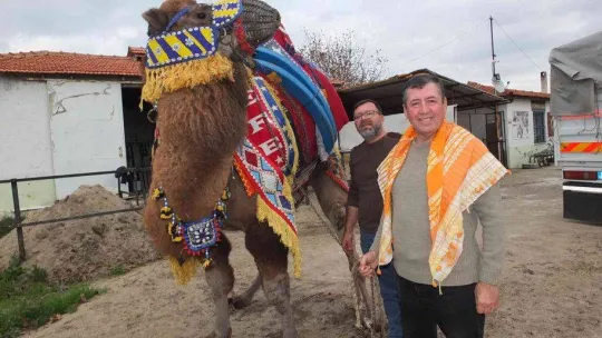 Balıkesir'de develer güreşlere hazırlanıyor