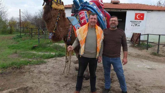 Balıkesir'de develer güreşlere hazırlanıyor