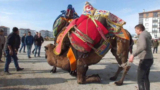 Balıkesir'de develer için havut hayrı yapıldı