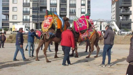 Balıkesir'de develer için havut hayrı yapıldı