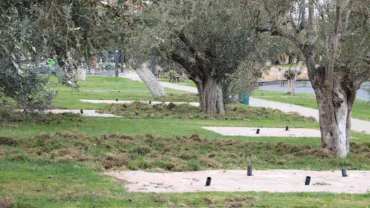 Balıkesir'de domuzlar sahili talan etti