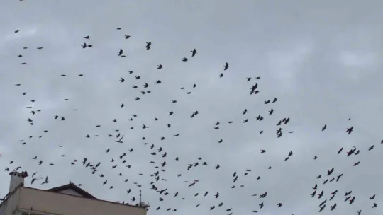 Balıkesir'de kargaların kent üzerindeki dansı ilgiyle izlendi