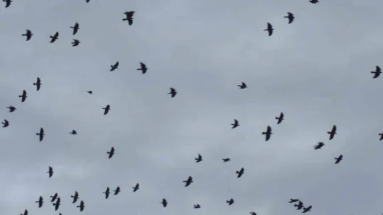 Balıkesir'de kargaların kent üzerindeki dansı ilgiyle izlendi