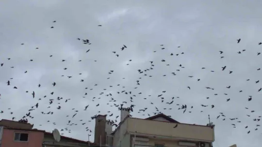 Balıkesir'de kargaların kent üzerindeki dansı ilgiyle izlendi