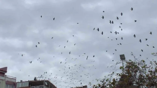 Balıkesir'de kargaların kent üzerindeki dansı ilgiyle izlendi