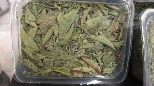 Balıkesir'de üretilen şeker otu Amerika'ya ihraç ediliyor