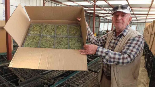 Balıkesir'de üretilen şeker otu Amerika'ya ihraç ediliyor