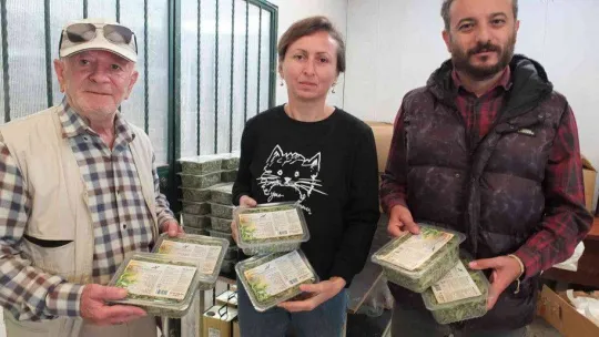 Balıkesir'de üretilen şeker otu Amerika'ya ihraç ediliyor