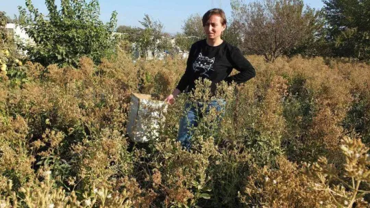 Balıkesir'de üretilen şeker otu Amerika'ya ihraç ediliyor