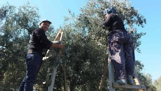 Balıkesir'de zeytin hasadına başlandı