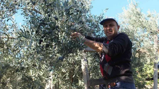 Balıkesir'de zeytin hasadına başlandı