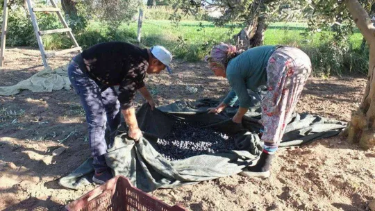 Balıkesir'de zeytin hasadına başlandı