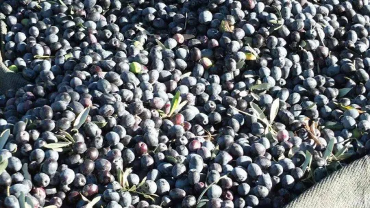 Balıkesir'de zeytin hasadına başlandı