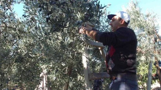 Balıkesir'de zeytin hasadına başlandı