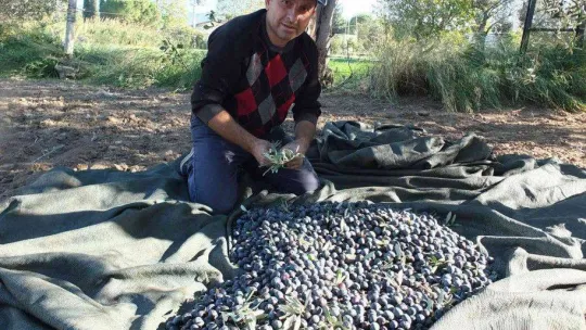 Balıkesir'de zeytin hasadına başlandı